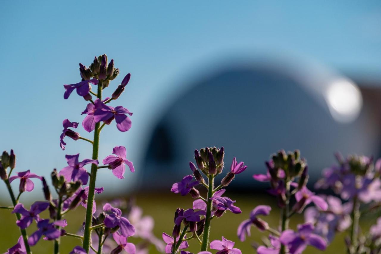 Garden Domes Villa Puerto Natales Eksteriør bilde